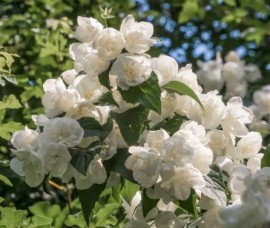 Iasomie Bouquete Blanc C3